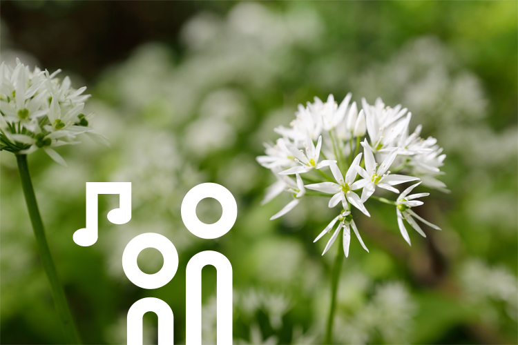 Bärlauchpflanze mit Blüten als Plakatmotiv für das Frühlingskonzert des Chores.